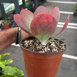 kalanchoe thrisiflora plant | 6” pot | succulent 