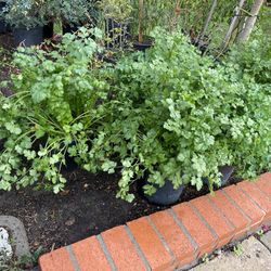 Cilantro plant