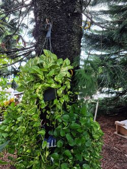 Beautiful long hanging potted pothos plants, best in shade. Very healthy. Long vines. 1 for $50 2 for $90