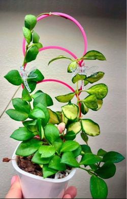 hoya heuschkeliana variegata in self watering pot