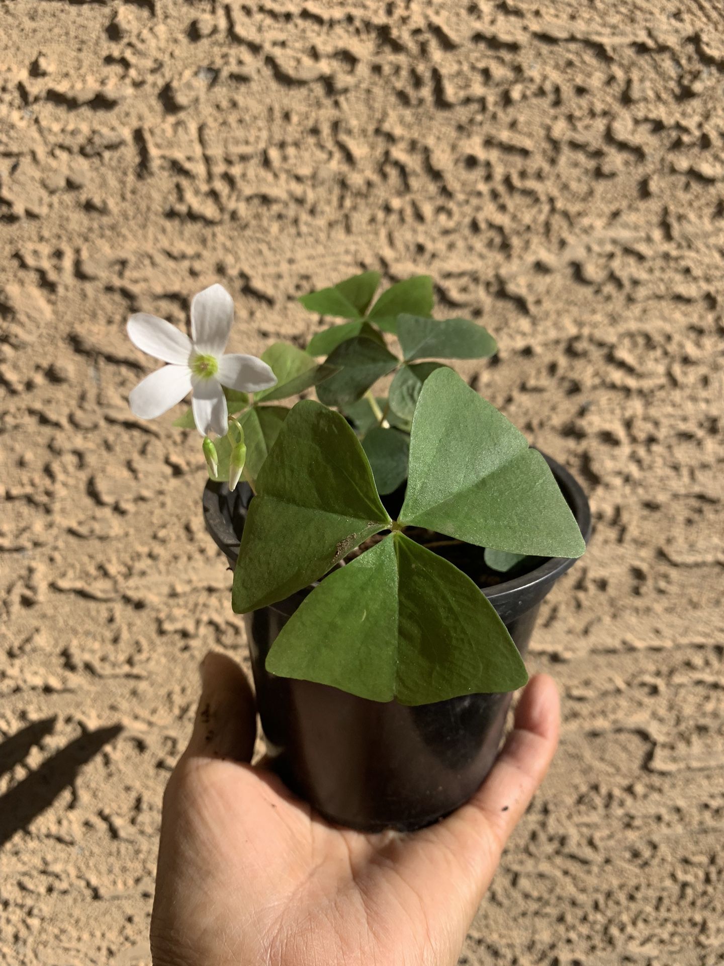 4” Oxalis Regnelli Lucky Shamrock Plant