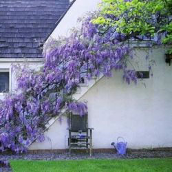 5 Wisteria Floribunda Flower Purple Ornamental Vine Climber Seeds