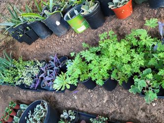 Assorted Plants   Gallon Size Pot  Beautiful And different Types  $5.  And $6.