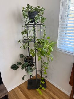 Tall, classy plant shelving