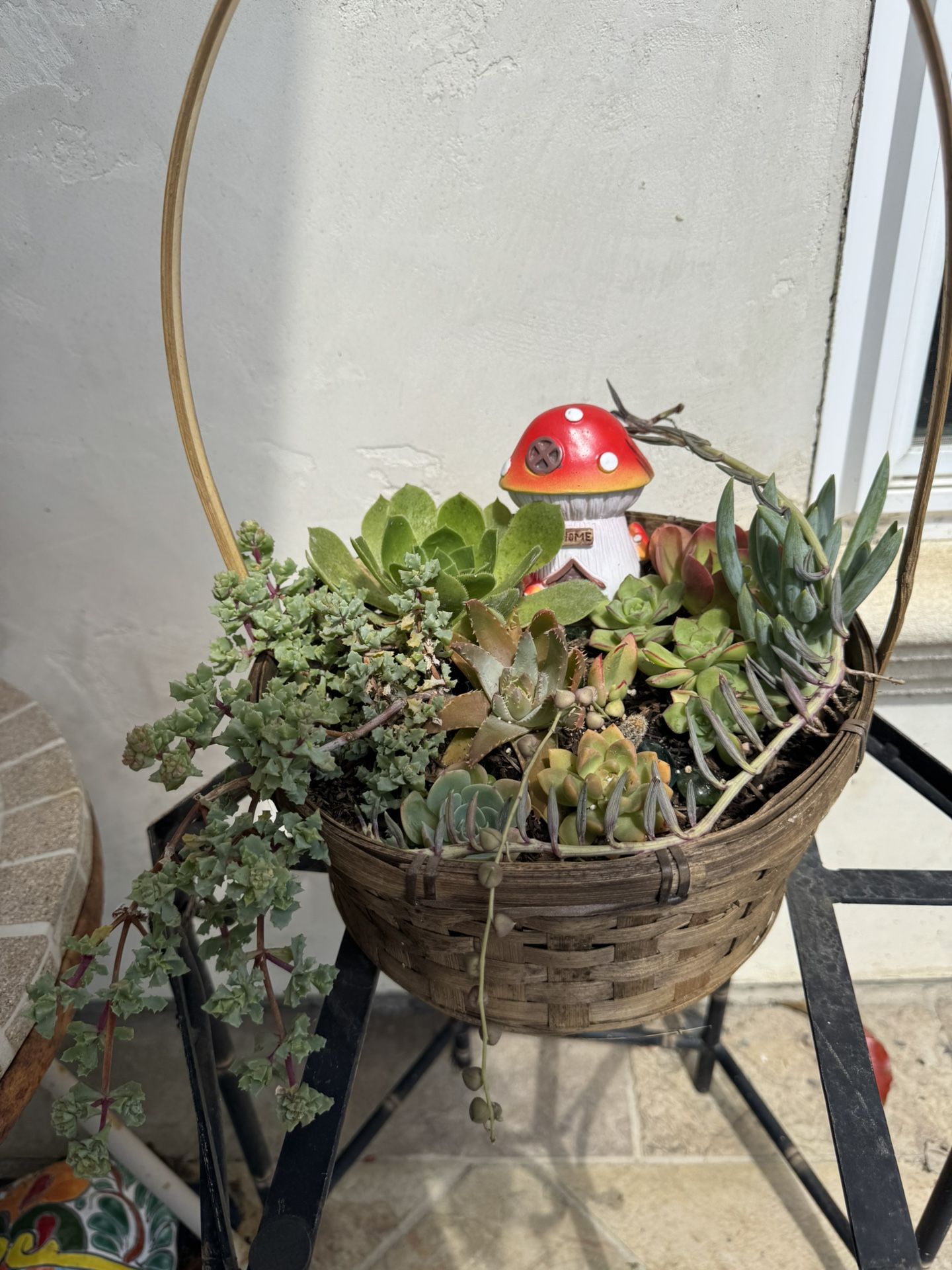 Succulent Basket