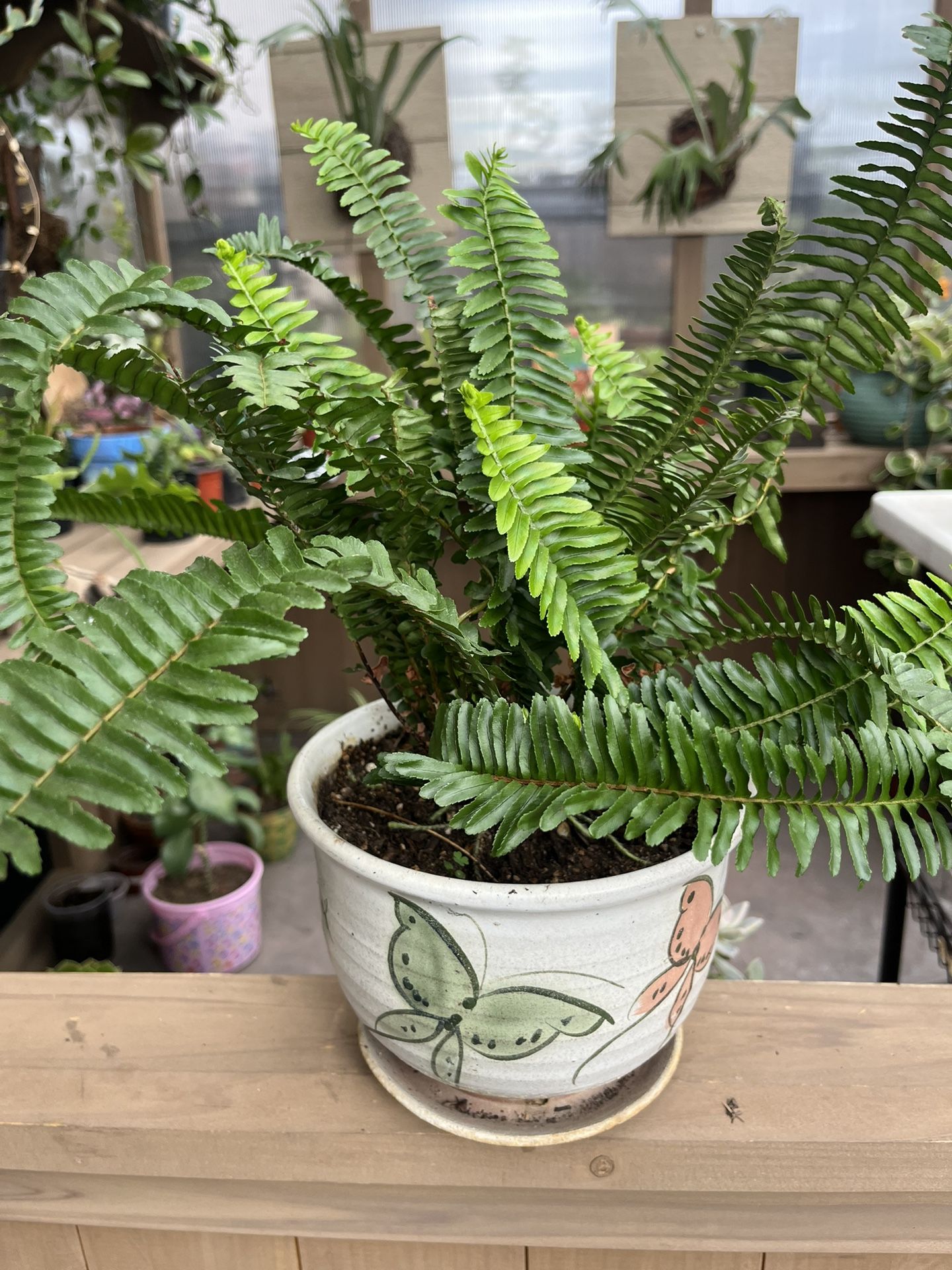 Fern Plant