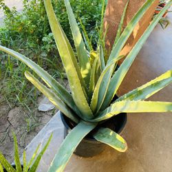 LARGE ALOE VERA PLANT BEATIFUL MEDICINAL SABILA HOJA GRUESA 