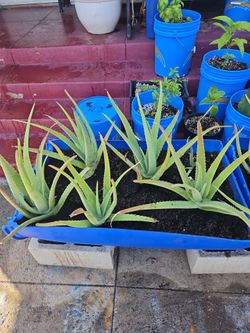 aloe vera with planter