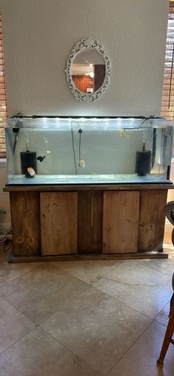 56 Gallon Acrylic tank Fancy Goldfish Setup