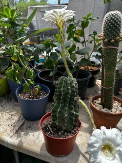 Cactus Echinopsis bonita flor