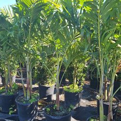 crhistmas Palms over 6 to 7 feet tall