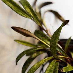 Silver Squill/ Leopard Plants ($5-20)