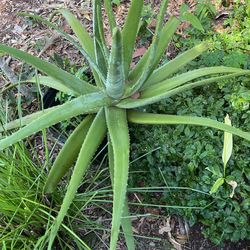 Giant Aloe Vera Plant 7gallon Pot
