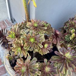 Aeonium Genesis In 4 Gallon 