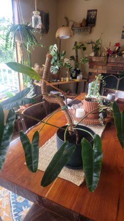 Philodendron Billie