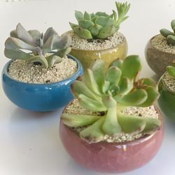 Mini Succulent Planter Arrangments