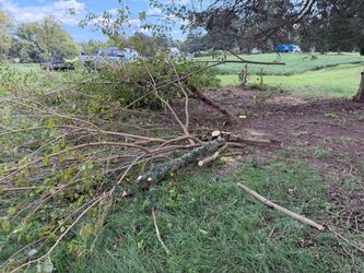 Free firewood
