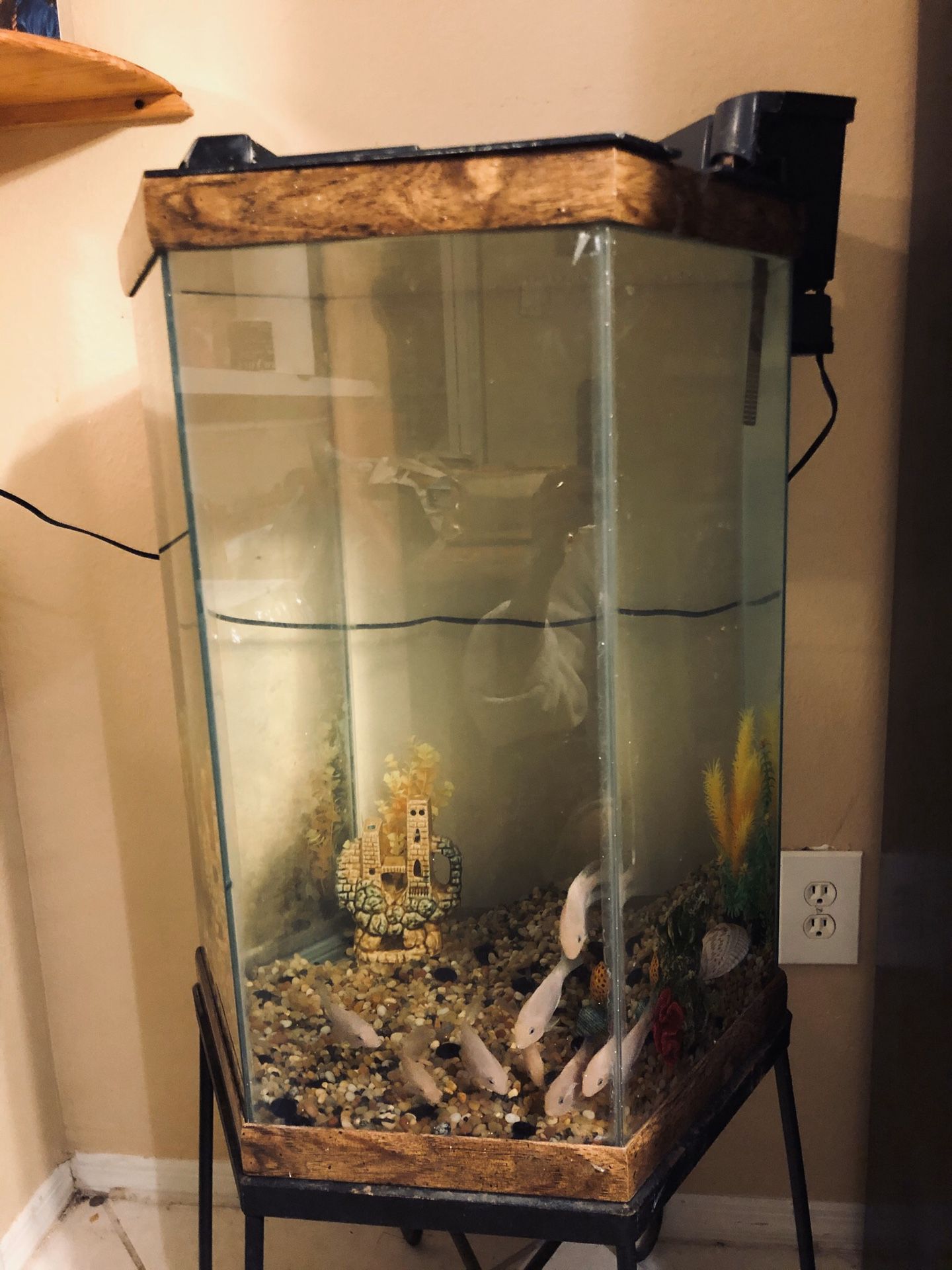Fish tank and fish