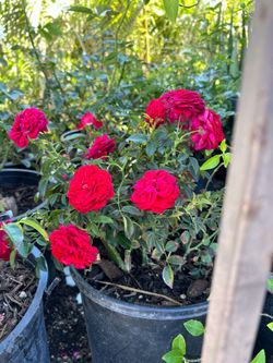 Rose bushes