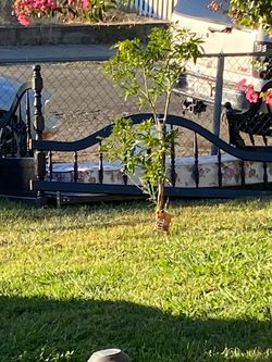 Black Metal Bed Frame with Mattress