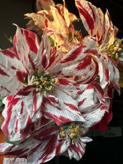 Red and White Christmas flowers