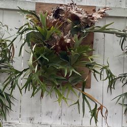 Staghorn 