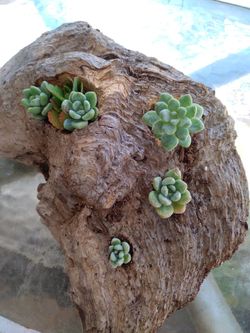 Genuine Driftwood Flower Planter