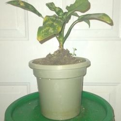 Chinese Evergreen Plants 