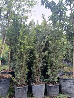 podocarpus overgrown 15gl 7-8ft🌱$55