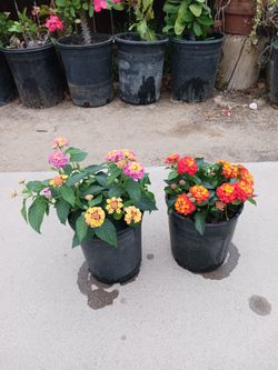 Lantana confety.