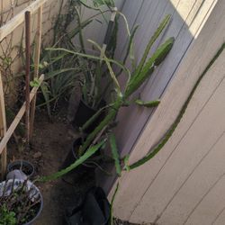 Two Large Dragon Fruit 🐲