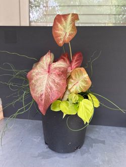 Crème Brûlée Caladium Tropical Arrangement
