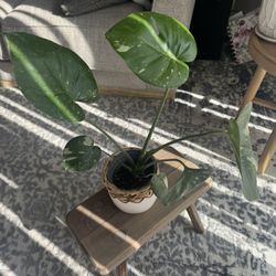 Thai Constellation Monstera 4 inch Pot 