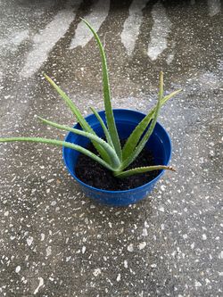 Aloe Vera Plant Planta Cure Natural Sábila 