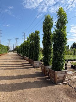 ficus Tree