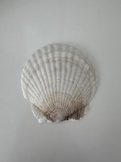 Perfect Scallop Shell #17