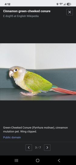 Conure big cage, with all accessories