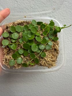 dischidia nummularia x unknown