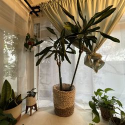Dracena Plant - FREE