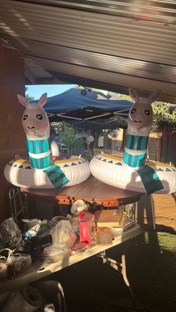 Camellos
