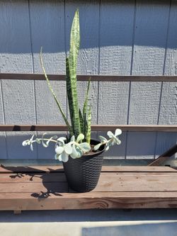 Plant Arrangement