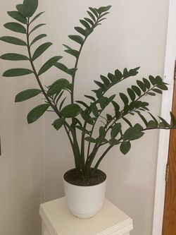 Large Healthy ZZ Plant in White Pot
