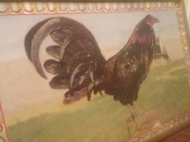 Gallos finos de venta