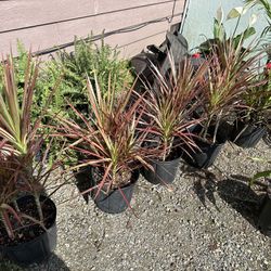 Lots Of Plants $5-50