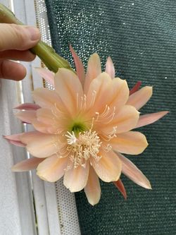 Epiphyllum Queen Midas Blooming Plant, In 1 Gallón Por Pick Up Only 