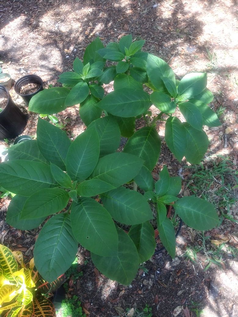 Angle trumpet cuttings