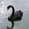 S_Swan