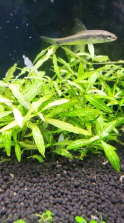AQUARIUM PLANTS