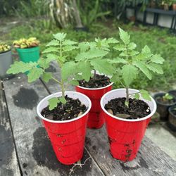 Everglades Tomatoes $6