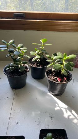 Jade Plants!